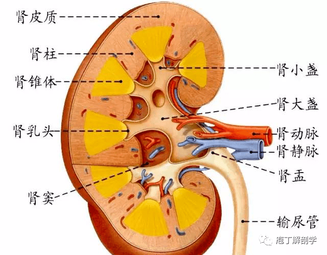 三,肾的剖面结构★肾门在背部的体表投影,一般在