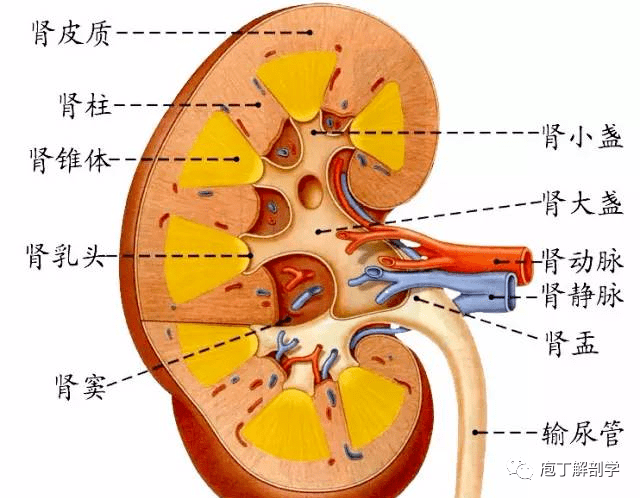 肾脏剖面图及注释图片