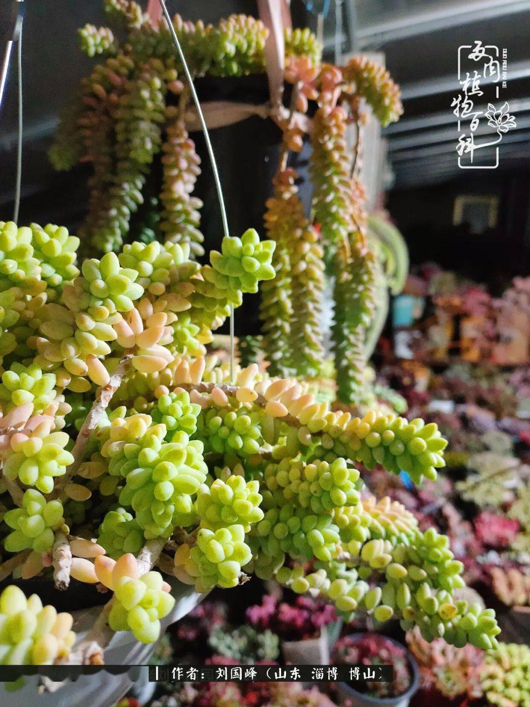 玉缀多肉怎么养好看 a4b531c9d9a047189405e37f3a415633.jpeg