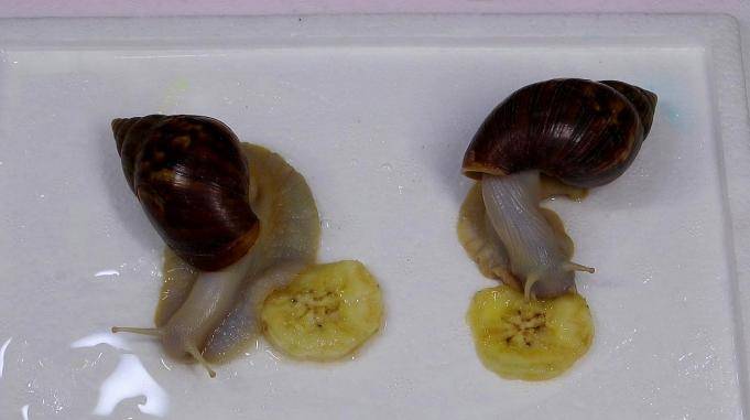 白玉蜗牛是怎么吃香蕉呢那个样子好可爱啊