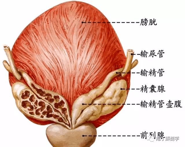 膀胱的解剖位置图片图片