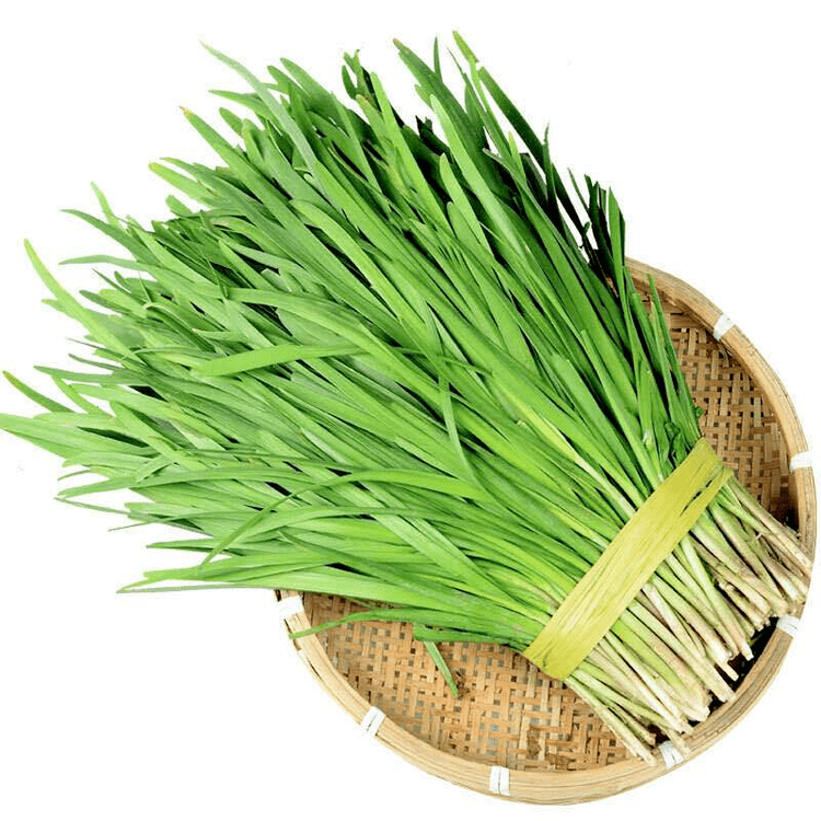 正月葱二月韭初春食韭正当时这么优秀的韭菜买好了吗