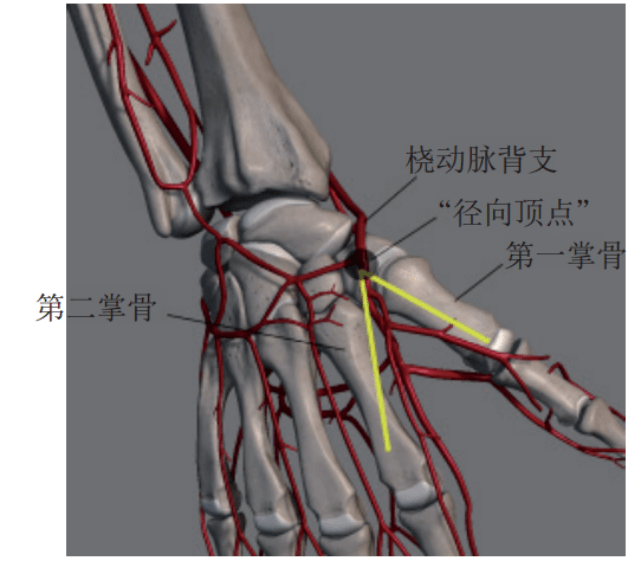 左手桡动脉图片
