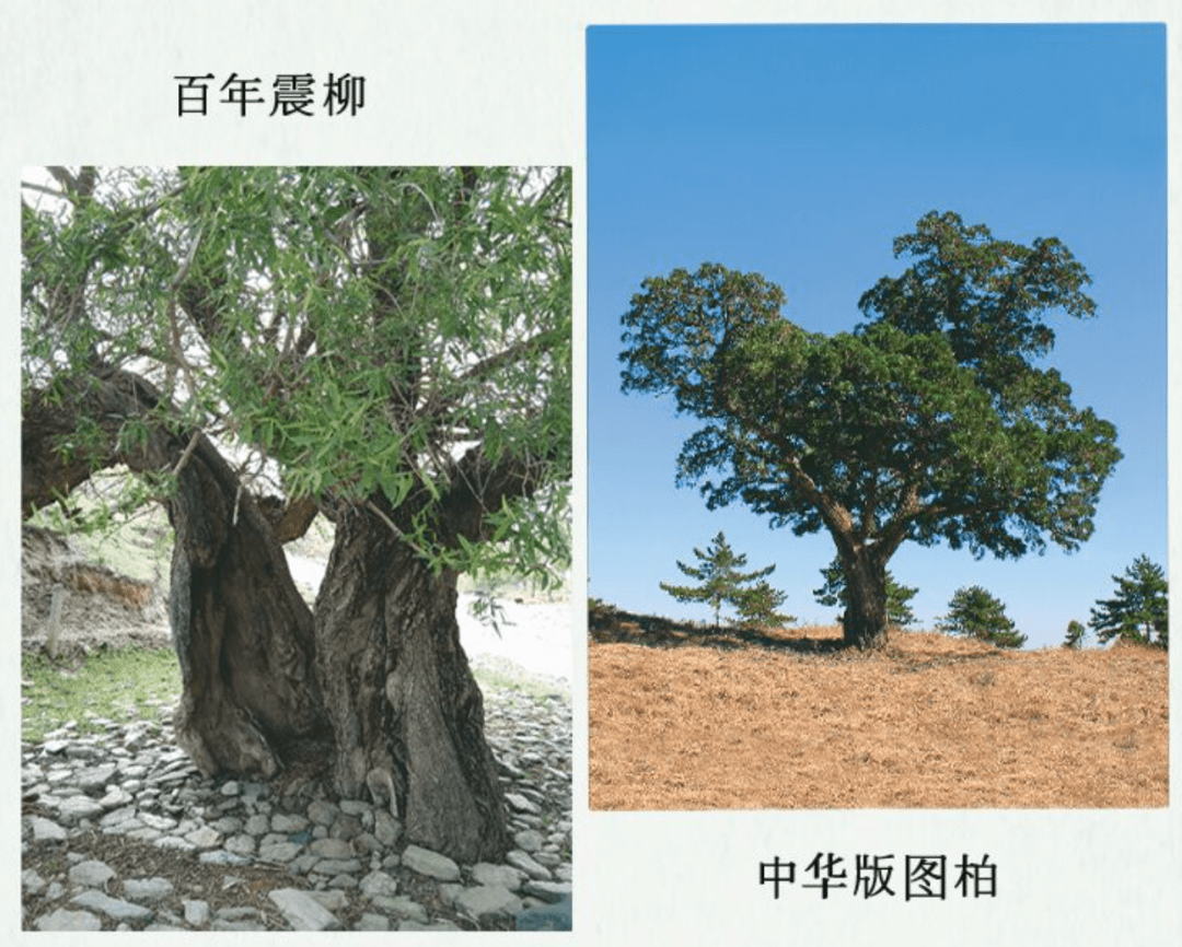 小林电台 树梢上的中国 一棵古树 一部绿色的史书 梁衡