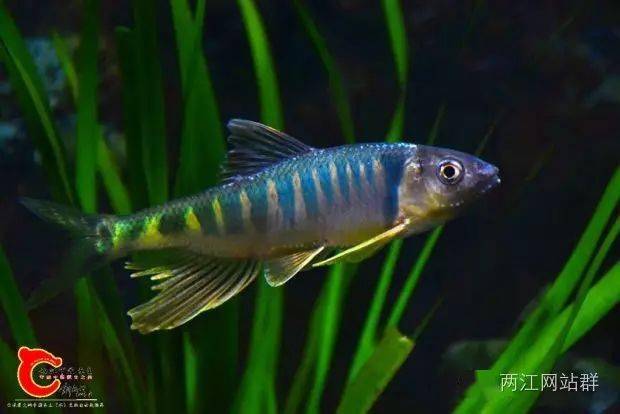 2021年第015期龙海乡村的优美环境梦幻长鳍献上惠安女小缸快变成原生