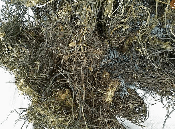 中药鉴别威灵仙祛风湿药