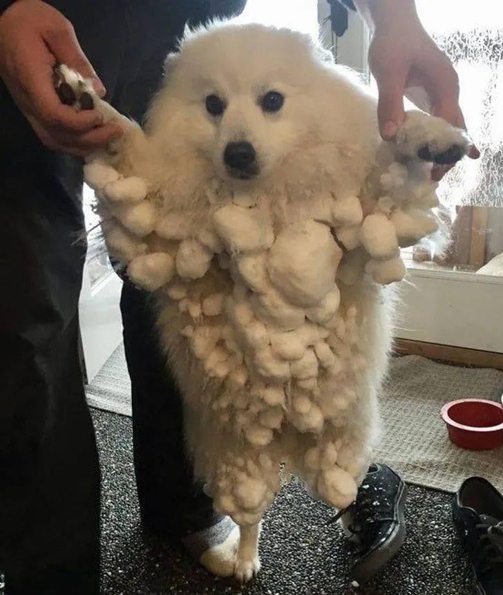 第一次面對下雪的寵物們，會有怎樣有趣的反應？ 萌趣萌寵 第1张