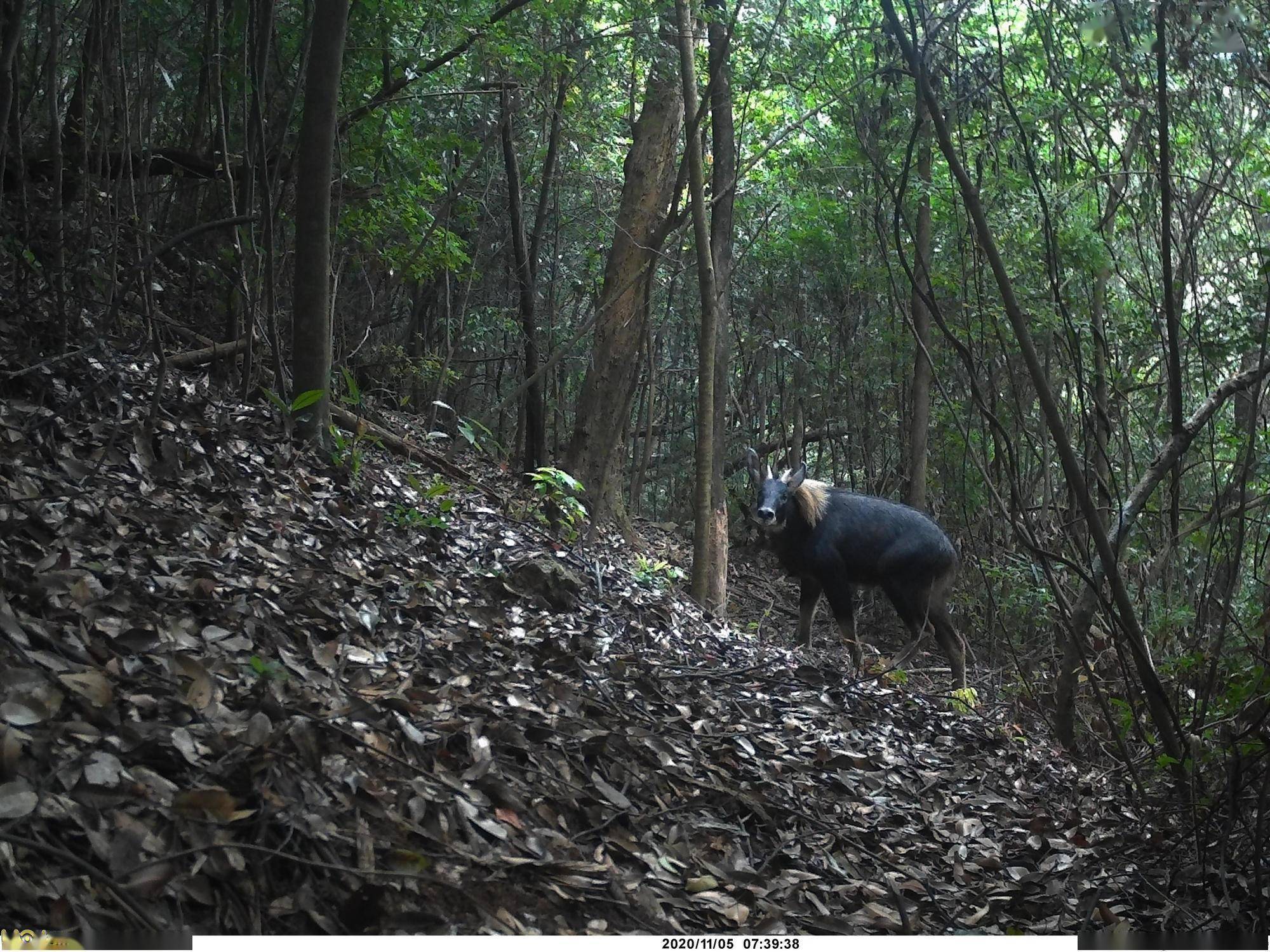 广东发现珍稀动物“四不像” 红外相机拍下它觅食罕见画面（图）