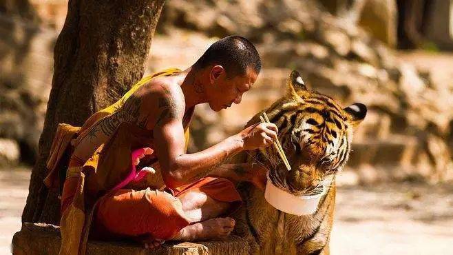 奇觀動物拜佛千年一見佛法無邊感天動地