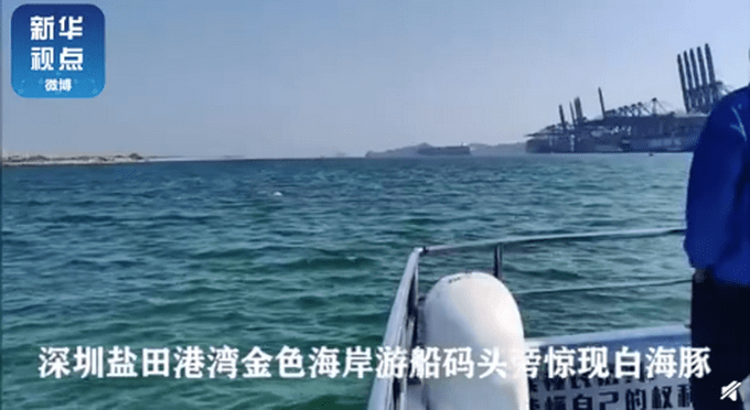 时浮时沉，优雅跳跃！深圳海湾出现白海豚