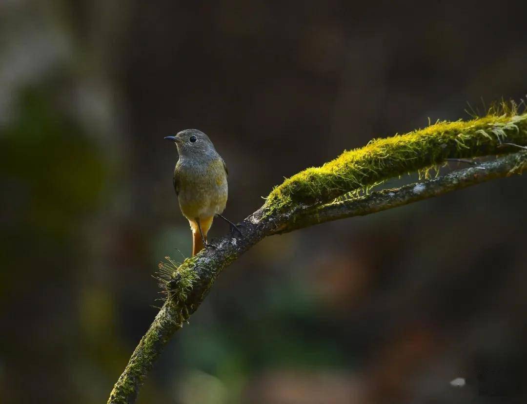 鸟种80余种,观测拍摄条件极佳 德宏这个鸟塘你去过吗?_芒市