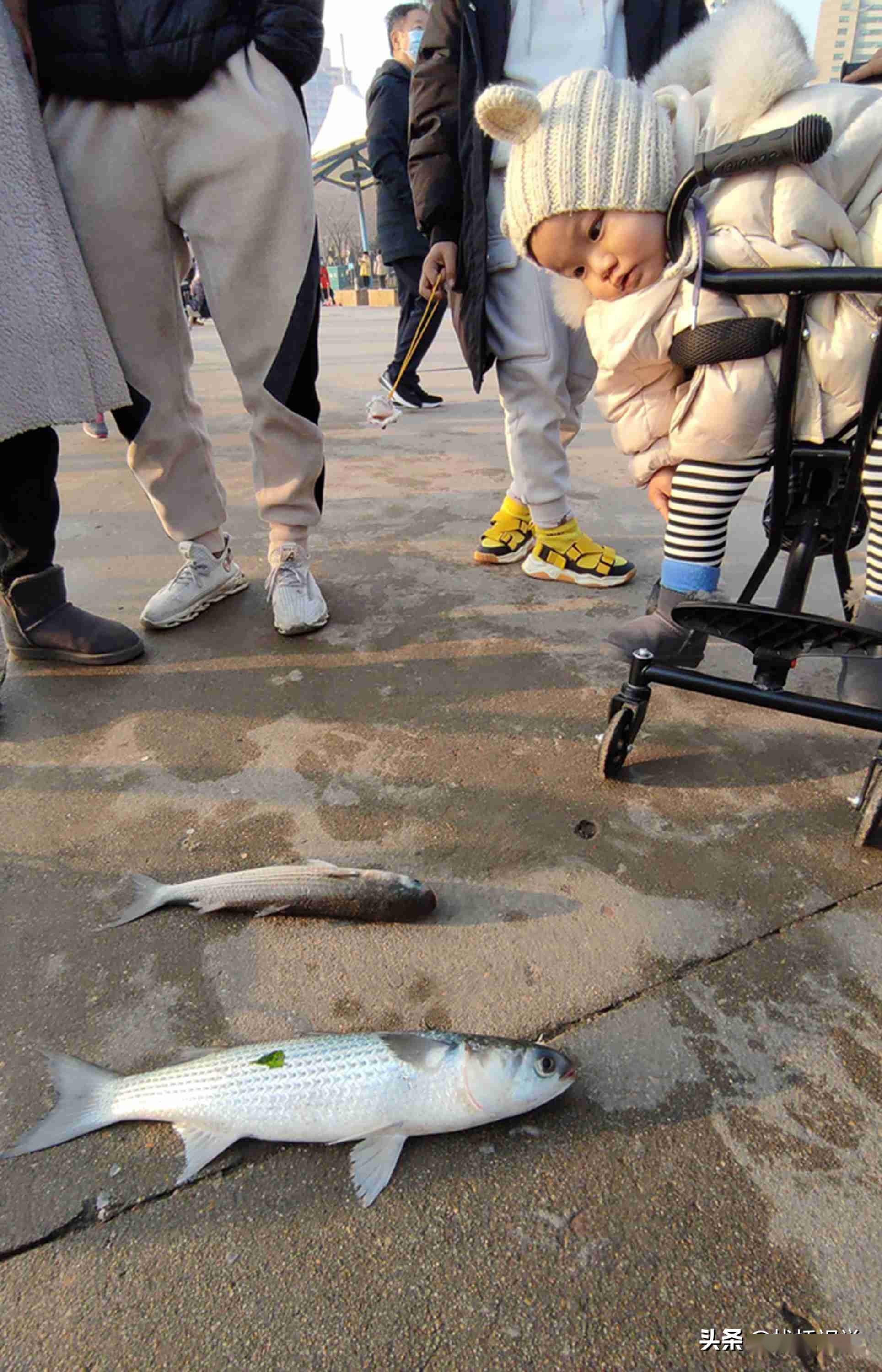 青島前海迎魚汛,五四廣場下海撒網捕魚引圍觀_市民