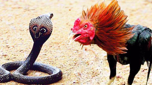 梦境交织，梦见一只鸡与四条蛇同行的深层解析