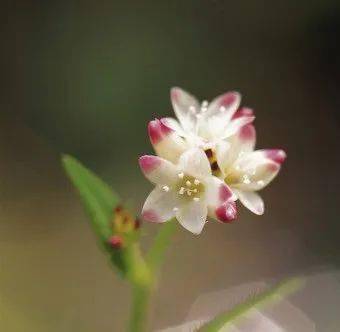 生物可恋 与花有关 花的结构 雌蕊