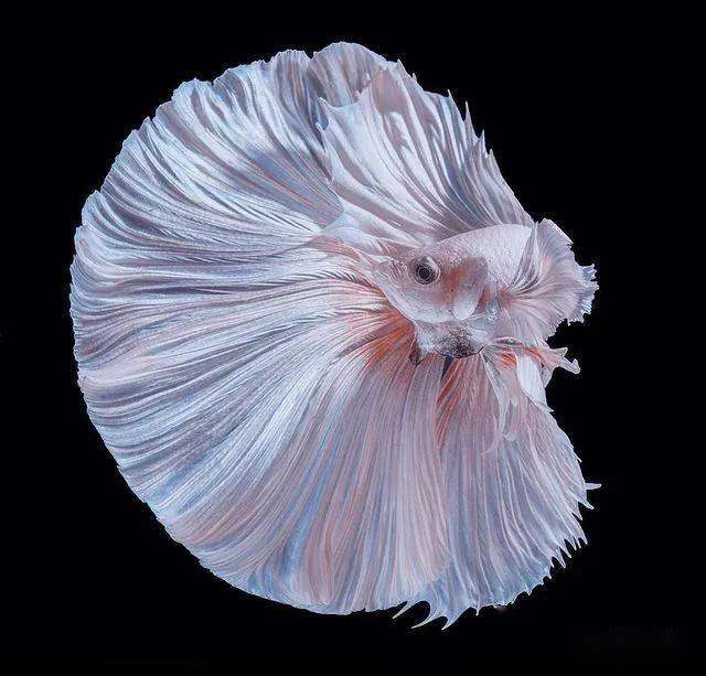 美轮美奂的斗鱼下