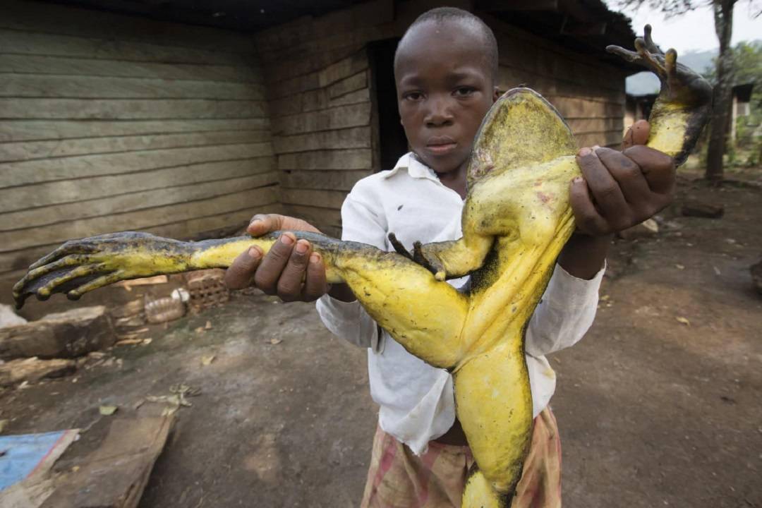 在当地,有猎人使用猎枪专门捕杀非洲巨蛙,但近年来,随着活体非洲巨蛙