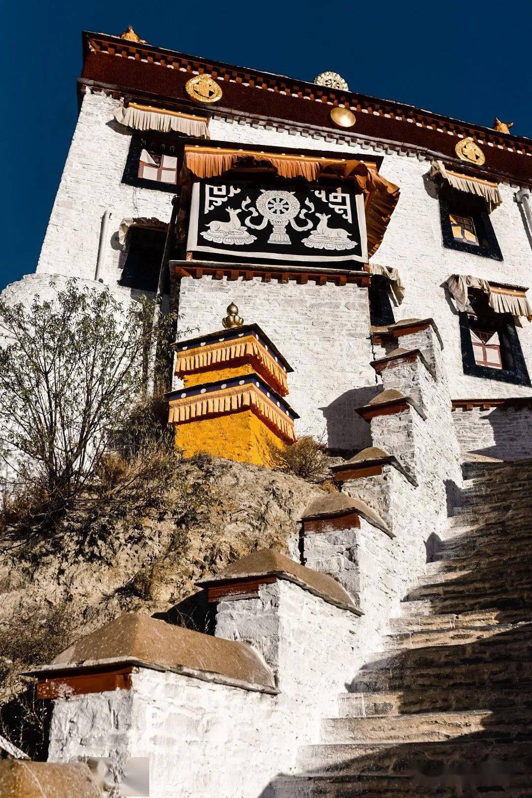 西藏关于仲巴的一棵树