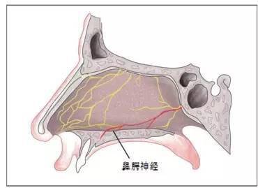 图4 鼻腭神经解剖位置示意图鼻腭神经是蝶腭神经的终末分支之一,腭前