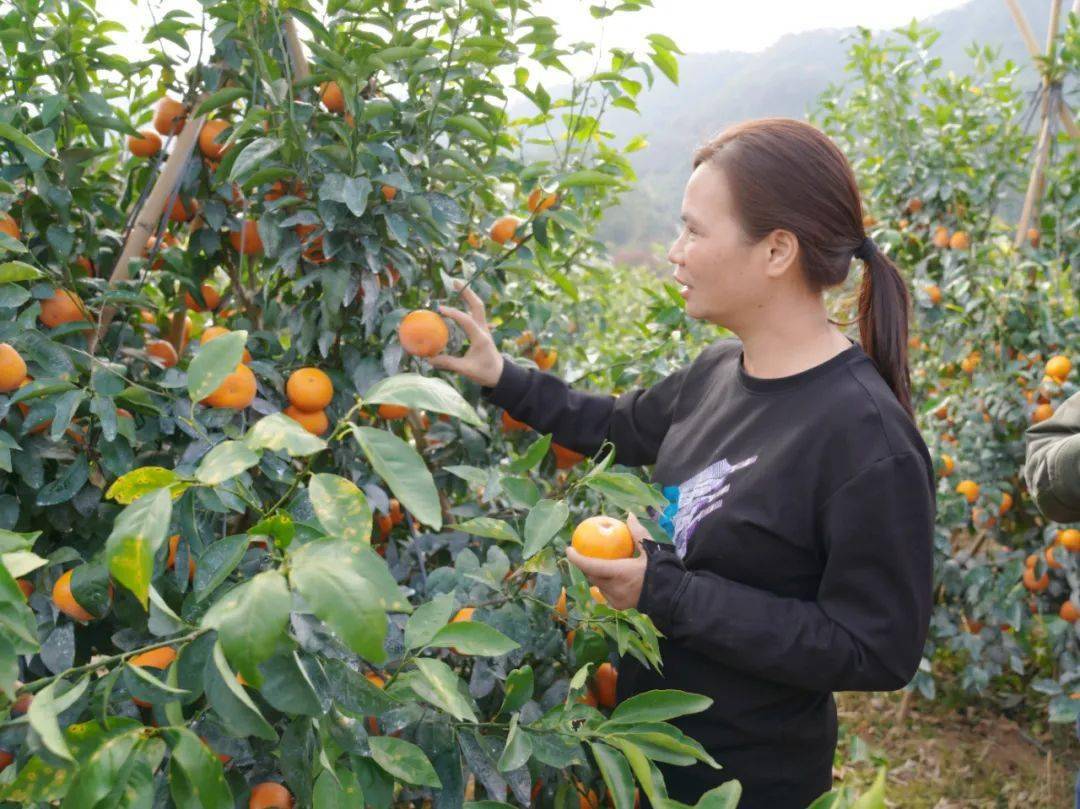 高要小湘有"柑"执!大社香妃最诱人!