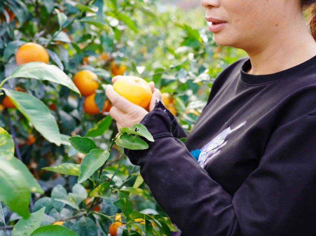 高要小湘有"柑"执!大社香妃最诱人!