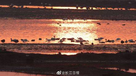 就地过年，不妨去武汉湿地观鸟赏景