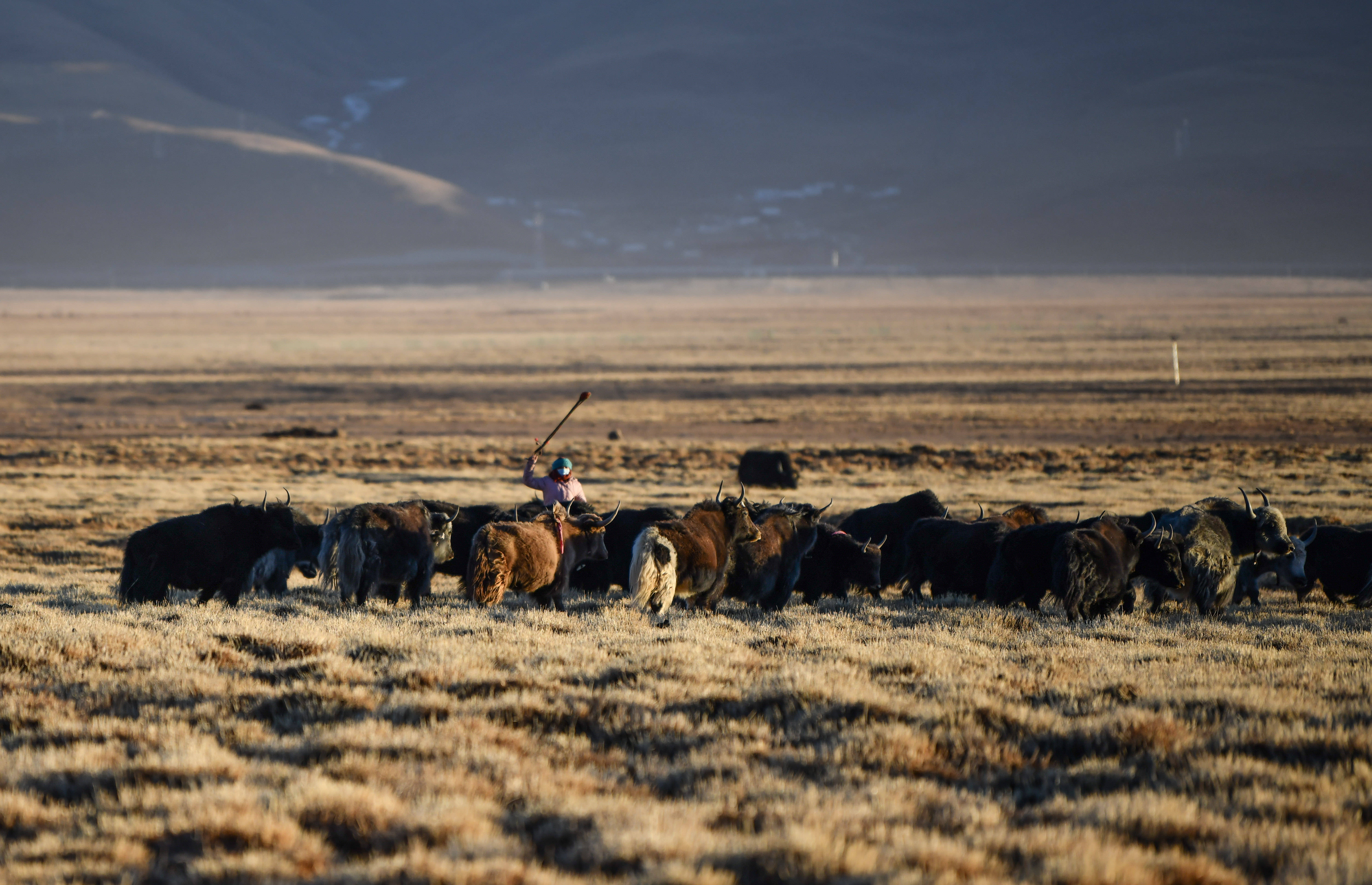 冬季藏北高原牧民生活