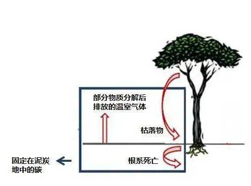 世界湿地日关于湿地碳汇你了解吗