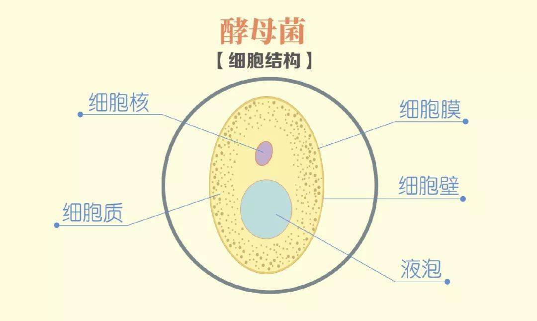 酵母菌的细胞结构主要包括细胞壁,细胞膜,细胞质,细胞核和液泡