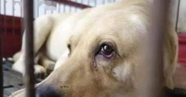 怎么看小狗有没有饿 6d4ef603a99948998b8ff60afc107fcc.jpeg