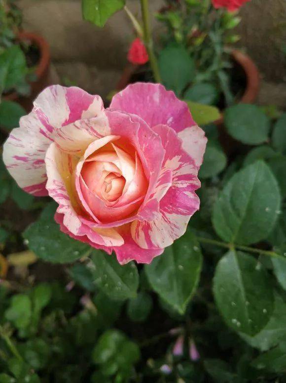 十大经典月季品种你知道几种