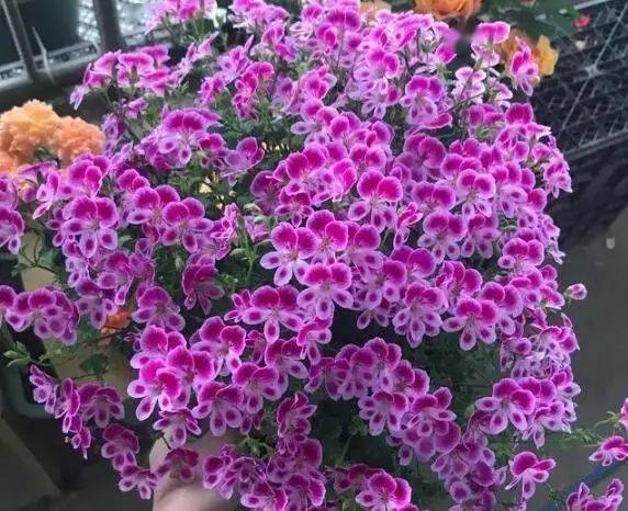 养花肥料不用多买 三款就够了 轮流交替使用就好了 复合肥