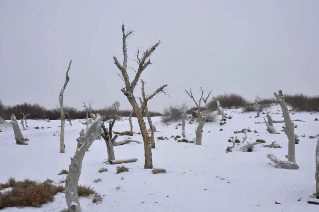 这个冬天来金塔沙漠胡杨林邂逅一场不一样的冰雪奇缘