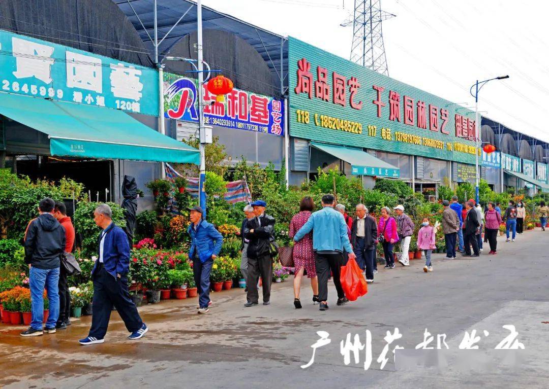 花都线上迎春花市开幕_花卉