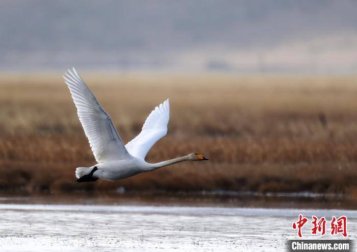 黄河上游生态保护：“黑土滩”变湿地 大天鹅南飞越冬