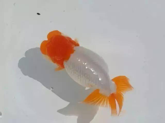 品鉴这种金鱼最早出现在龙睛中堪称完美绝品的体色