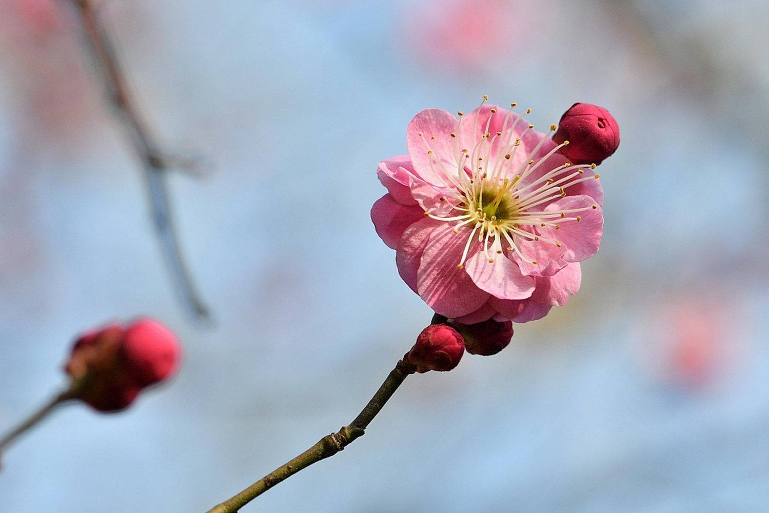 湖北保康梅花飘香报春来