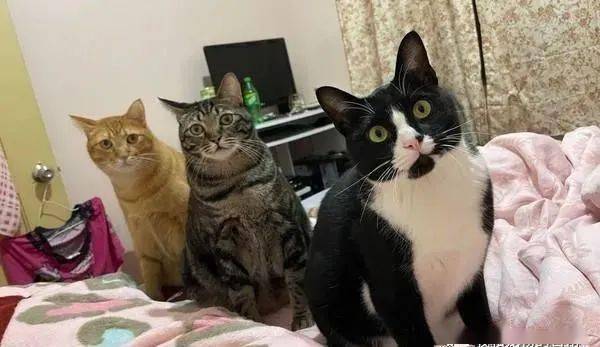 爸爸一回家,3猫立刻上前讨抱抱,超有戏的表情亮了!
