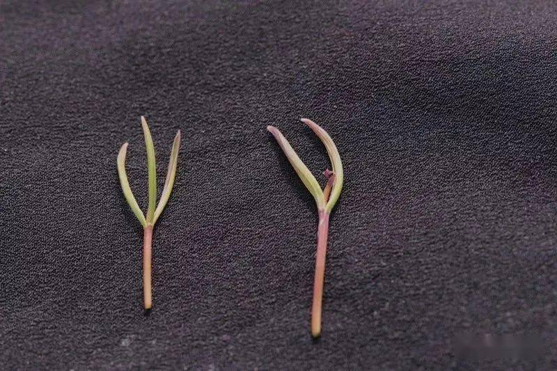 老鸦瓣,瞬息被茉诠夷钪衉花萼