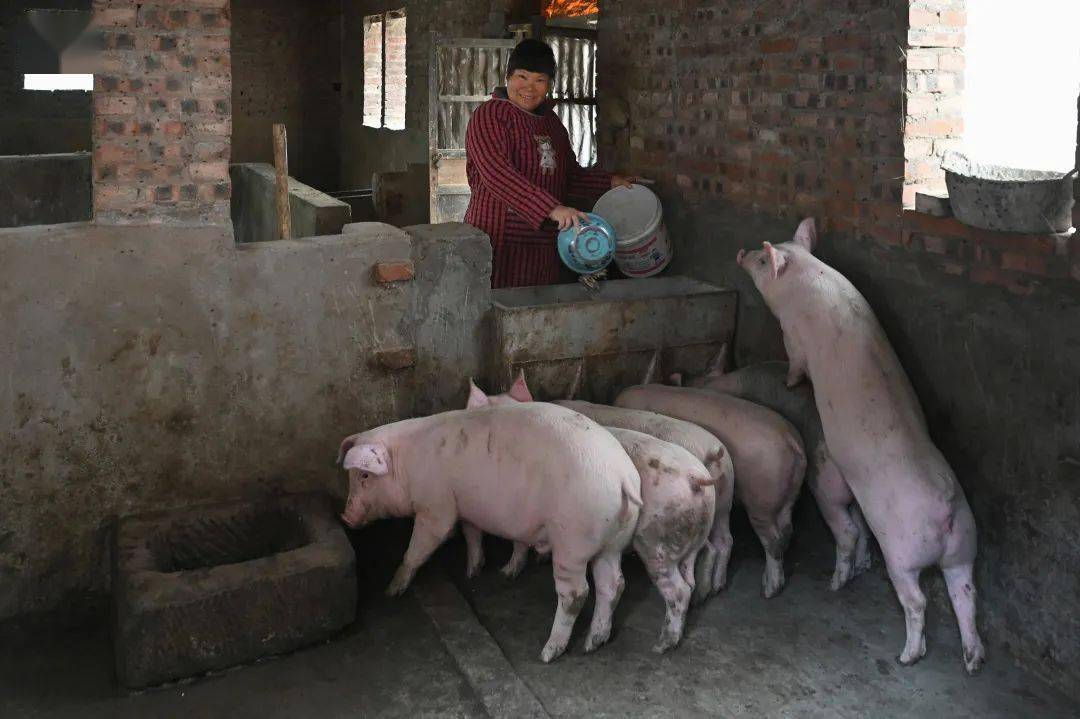 赵小妮在给猪喂食,养猪成为家庭经济的主要收入来源.