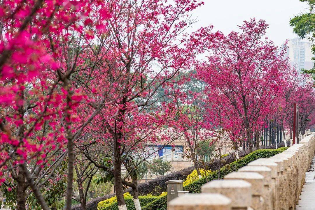 广州珠江公园的樱花图片