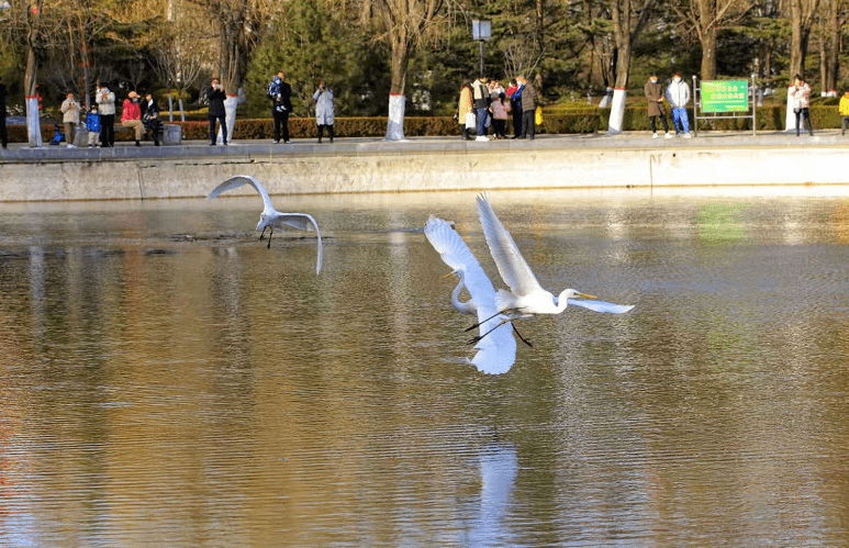 看柳湖白鷺