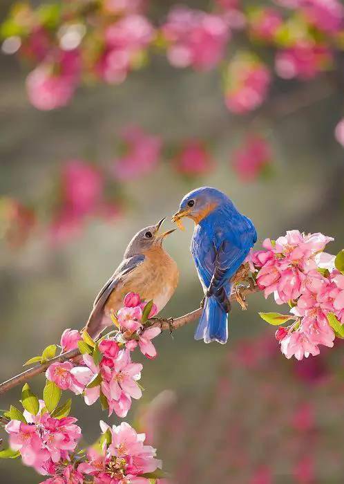 驚豔看花鳥詩詞間的碰撞