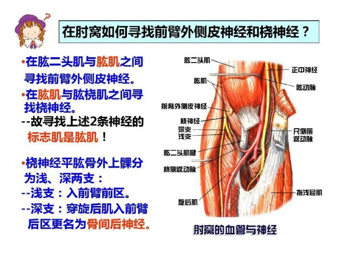 超详细上肢局部解剖果断收藏