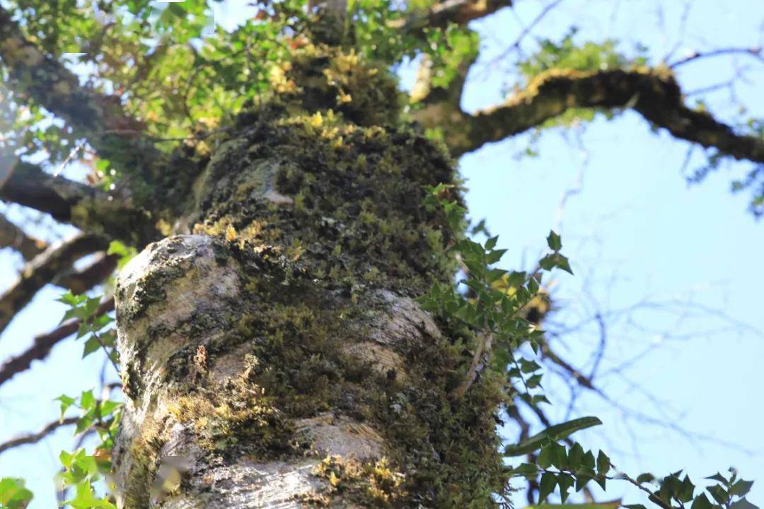 立春一杯香茗染春意