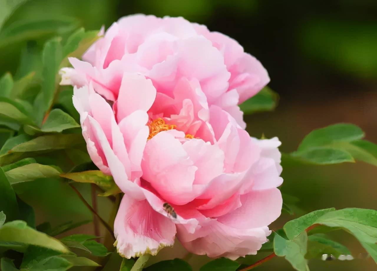 祝你万事如意,越来越好