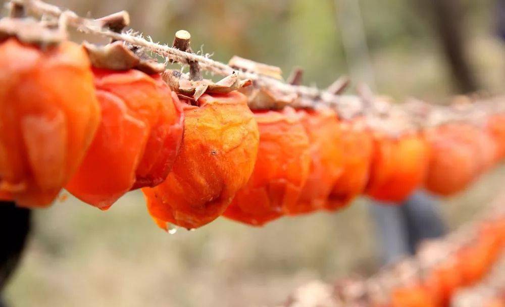 富平吊柿颠覆了人们对柿饼的印象,一个个连着蒂的大尖柿,都被晾晒成干