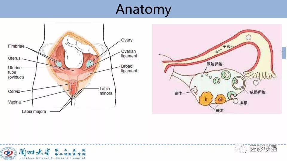 卵巢解剖结构示意图图片