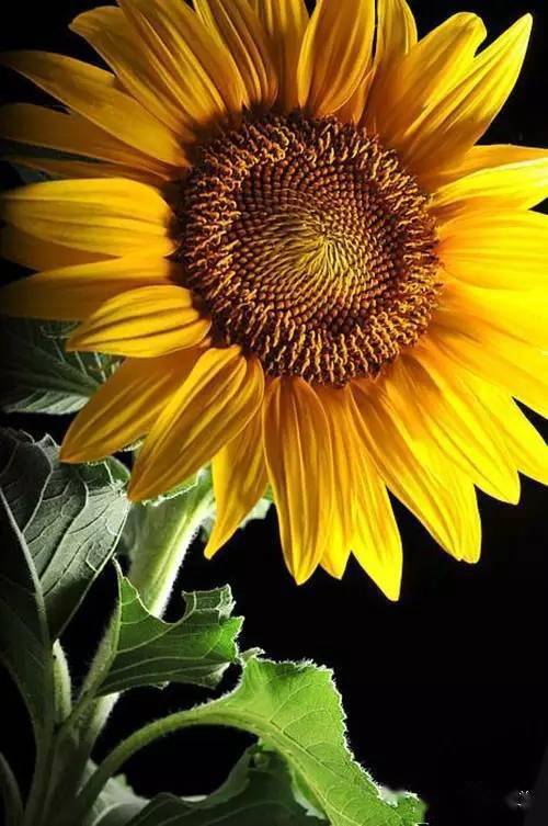 植觉| 向日葵,炽热燃烧的生命_梵高