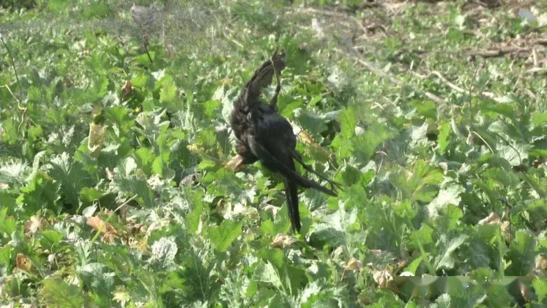 请停止伤害爱鸟人士劝止防鸟网