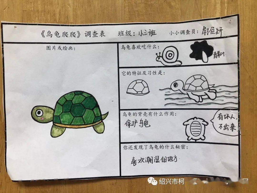 幼儿园小班乌龟调查表图片